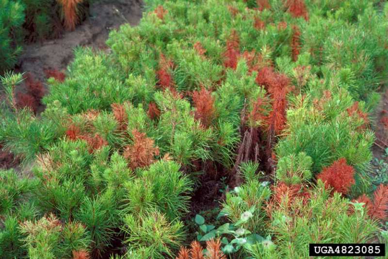 phytophthora root rot of conifers christmas trees seedlings